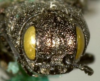 Media type: image;   Entomology 2132 Aspect: head frontal view